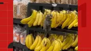 Saguis invadem supermercado e 'fazem festa' em bananas em Cachoeiro de Itapemirim