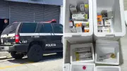 Seis Funcionárias de Lojas Plus Size São Presas por Venda Ilegal de Canetas Emagrecedoras em SP