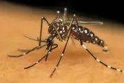Sergipe tem seis cidades em alto risco de infestação do Aedes aegypti, alerta Saúde
