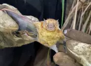 Sorocaba registra dois novos casos de raiva em morcegos e intensifica ações preventivas