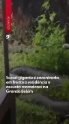 Sucuri gigante assusta moradores ao ser encontrada em calçada de Barcarena, na Grande Belém