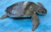 Tartaruga marinha resgatada de cativeiro em Angra dos Reis é solta após reabilitação