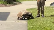 Tartaruga protagoniza fuga épica nos EUA e policiais fazem resgate com bom humor