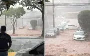 Temporal em Ribeirão Preto causa alagamentos e queda de árvore que atinge fachada de loja
