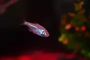 Tetra-cego: peixe que nasce com olhos mas perde o órgão em Balneário Camboriú