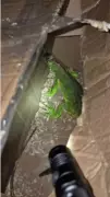 Três pessoas presas por transporte ilegal de macaco-prego e iguana na Via Dutra