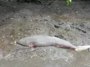 Tubarão é encontrado morto em área de pesca de São Cristóvão por marisqueira