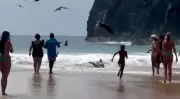 Tubarão-limão encalha em praia de Fernando de Noronha após ataque a cardume