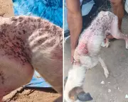 Tutor é preso por maus-tratos a cão Bethoven resgatado em situação de abandono em Rio Claro