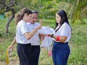 Unifap monitora praga letal que ameaça coqueiros e açaizeiros na Amazônia