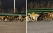 Vídeo de sete cachorros na China viraliza com teorias de sequestro e IA