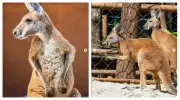Zoológico de São Paulo recebe quatro cangurus-vermelhos em aniversário de 68 anos
