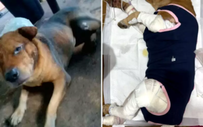 Cachorro queimado com gasolina em Aparecida de Goiânia morre após uma semana internado