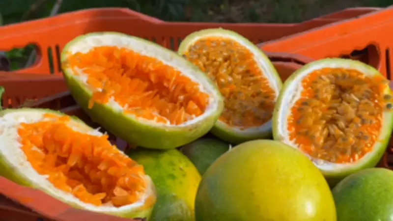 Produtores de maracujá no interior paulista buscam eficiência máxima para enfrentar queda de preços