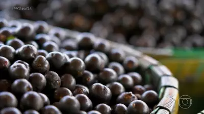 Açaí acumula alta de 43% no preço e comerciantes buscam fruto em outros estados