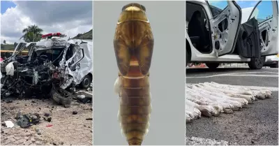 Acidente na BR-116, novas espécies de insetos e apreensão de fuzil: destaques da semana