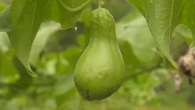 Agricultor familiar destaca produção de chuchu no agreste pernambucano