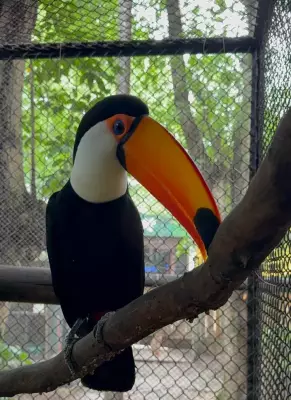 Animais do antigo Zoológico de Uberlândia são transferidos para BioParque no Rio