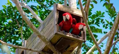 Arara-vermelha-grande volta a se reproduzir na Mata Atlântica após quase 200 anos
