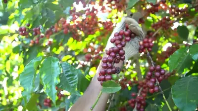 Café arábica tem alta nos preços em março com expectativa de safra recorde no Brasil