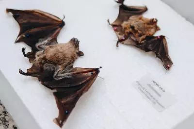 Campo Grande registra cinco casos de raiva em morcegos; Sesau alerta para vacinação de pets