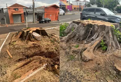 Campo Grande remove figueiras de 90 anos por segurança e planeja replantio com clones