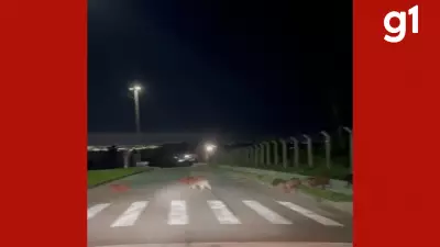 Capivaras imitam Beatles em travessia organizada na faixa de pedestres em Cuiabá