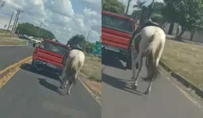 Cavalo é arrastado por picape em Presidente Prudente; polícia busca responsável