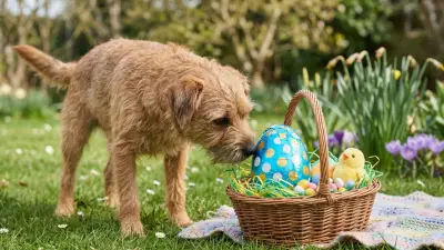 Chocolate é Perigoso para Pets: Teobromina Pode Causar Intoxicação Grave