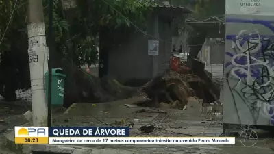 Chuvas intensas derrubam árvores em Belém, causando interdições e corte de energia
