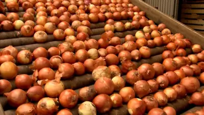 Chuvas na Argentina afetam importação de cebola pelo Brasil em março