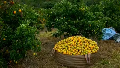 Clima adverso e greening desafiam produtores de laranja na safra 2025/2026