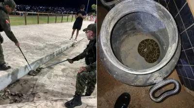 Cobra jararaca é capturada pela 1ª CIPamb no Mirante do Saubal, em Santarém