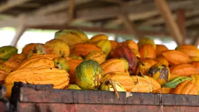 Crise no Cacau: Preço do Quilo Despenca de R$ 44 para Menos de R$ 10 no Pará