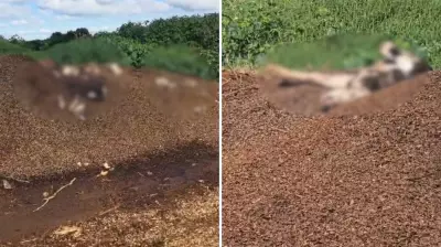 Depósito de vacas mortas e lago de estrume são descobertos após denúncia de moradores no Paraná