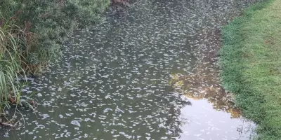 Erosão rompe tubulação de esgoto e lança resíduos no Rio Lavapés em Botucatu