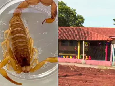 Escorpiões em creche de Araraquara causam medo e pais deixam de levar crianças
