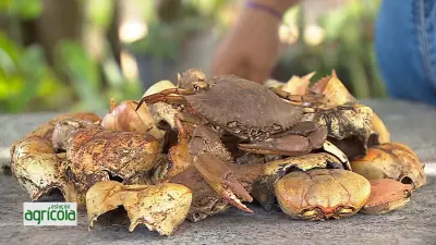 Estação Agrícola deste domingo traz dicas para cultivo e manejo sustentável