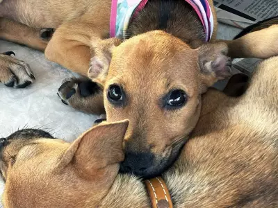 Feira de adoção e vacinação gratuita mobiliza Aracaju em prol dos animais