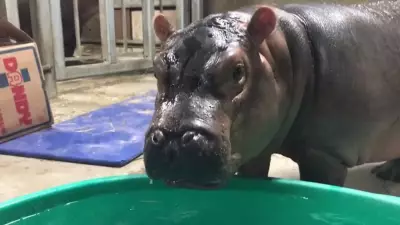 Filho de bilionário indiano quer salvar 80 hipopótamos de Pablo Escobar na Colômbia