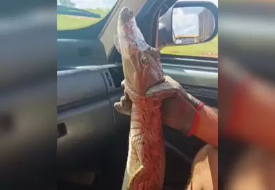 Filhote de Jacaré é Resgatado Dentro de Escola no Tocantins por Bombeiros Voluntários