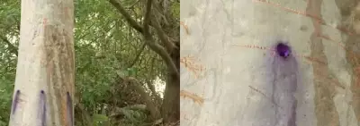 Florianópolis investiga envenenamento de árvores no Parque Ilha das Conchas