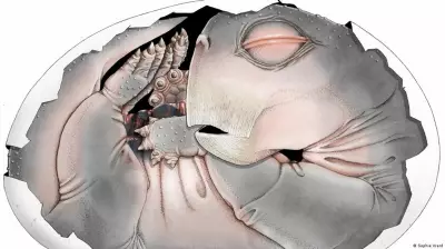 Fóssil de embrião de Lystrosaurus prova que pré-mamíferos botavam ovos