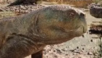 Fóssil de réptil com bico de papagaio de 230 milhões de anos é descoberto no RS