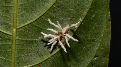 Fungo 'zumbi' inédito é descoberto parasitando aranhas no campus da UFV em Minas Gerais