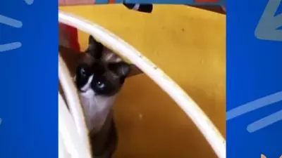 Gato curioso 'ajuda' tutora a fazer faxina em casa no Soltando os Bichos