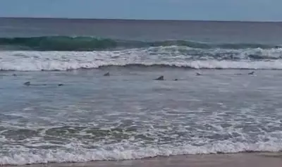 Guarda-vidas registra 18 barbatanas de tubarões em Fernando de Noronha