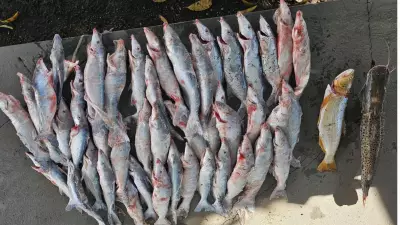 Homem é preso com arsenal e 45 kg de peixes ameaçados de extinção em Minas Gerais