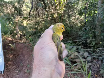 Homem é preso em flagrante por manter canários-da-terra em cativeiro em Uberaba