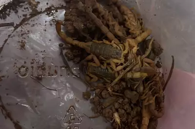 Idoso picado por escorpião em Conchal (SP) sobrevive; menino morreu após 4 horas sem soro